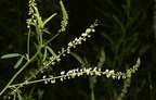 white sweet clover melilotus alba grant park 3532 18jul25