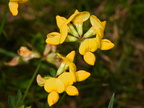 birds foot trefoil lotus corniculatus grant park 3553 18jul25