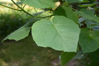 princess tree paulownia tomentosa mukwonago 3july18a