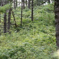 raspberry understory middle forty 4240 25aug25