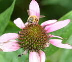 honey bee cone flower 4aug16