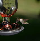 hummingbird 24aug16