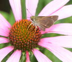 skipper 4aug16