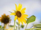 sunflower 4aug16