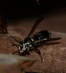 wasp hollinger 1419 24aug16