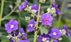 silverleafed princess flower tibouchina grandiflora atlanta botanical garden 7757 11aug21
