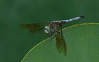 dragonfly atlanta botanical garden 7812 11aug21