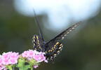 tiger swallowtail papilio glaucus georgia state botanical garden 8094 13aug21