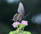 tiger swallowtail papilio glaucus georgia state botanical garden 8098 13aug21