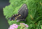 tiger swallowtail papilio glaucus georgia state botanical garden 8101 13aug21