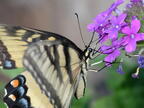 tiger swallowtail papilio glaucus georgia state botanical garden 8123 13aug21