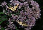 tiger swallowtail papilio glaucus georgia state botanical garden 8192 13aug21