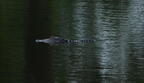 aligator bluffton south carolina 8562 16aug21