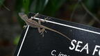 brown anole anolis sagrei coastal discovery museum hilton head 8523 16aug21