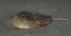 horseshoe crab limulus polyphemus coligny beach south carolina 8598 18aug21