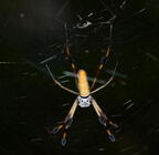golden silk orbweaver nephila clavipes arlie gardens north carolina 8752 19aug21