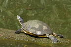 yellow-bellied slider trachemys scripta turtle arlie gardens north carolina 8759 19aug21