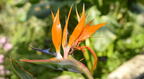 bird-of-paradise strelitzia reginae brooklyn botanic garden 2636 1apr22