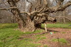 caucasian wingnut pterocarya fraxinifolia brooklyn botanic garden 2669 1apr22