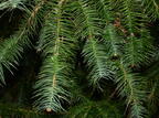 china fir cunninghamia lanceolata brooklyn botanic garden 2547 1apr22