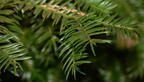 japanese torreya torreya nucifera brooklyn botanic garden 2550 1apr22