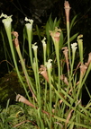 purple trumpetleaf sarracenia leucophylla brooklyn botanic garden 2662 1apr22