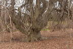 weeping beech fagus sylvantica brooklyn botanic garden 2678 1apr22