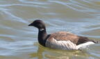 brant branta bernicla 2919 2apr22