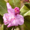 lapland rhododendron rhododendron lapponicum staten island 2954 2apr22