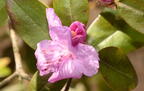 lapland rhododendron rhododendron lapponicum staten island 2954 2apr22