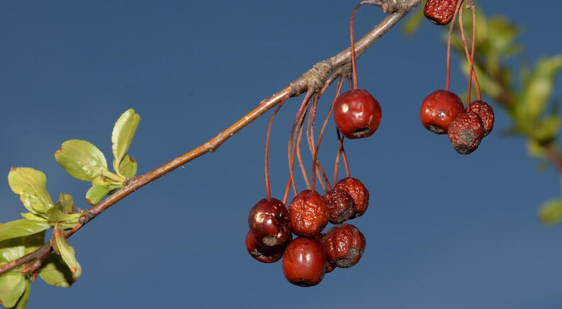 chinese_crab_apple_malus_hupehensis_staten_island_3083_2apr22.jpg