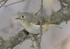 ruby-crowned kinglet corthylio calendula staten island 2980 2apr22