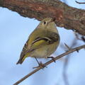 ruby-crowned kinglet corthylio calendula staten island 2997 2apr22