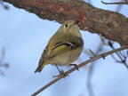 ruby-crowned kinglet corthylio calendula staten island 2997 2apr22