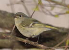 ruby-crowned kinglet corthylio calendula staten island 2988 2apr22