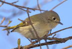 ruby-crowned kinglet corthylio calendula staten island 3005 2apr22