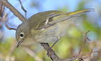 ruby-crowned kinglet corthylio calendula staten island 3008 2apr22