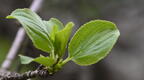 buckthorn rhamnus cathartica farm 3049 3may25