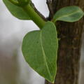 bush honeysuckle lonicera morrowii farm 3036 3may25