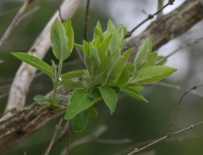 bush_honeysuckle_lonicera_morrowii_farm_3035_3may25.jpg