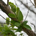 bush honeysuckle lonicera morrowii farm 3038 3may25