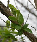 bush honeysuckle lonicera morrowii farm 3038 3may25