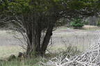 trail camera front forty farm 3033 3may25