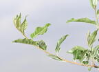 autumn olive elaeagnus umbellata farm 3191 10jun25