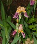 bearded iris iris germanica farm 3207 10jun25