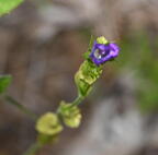 clasping venus looking glass triodanis perfoliata farm 3202 10jun25