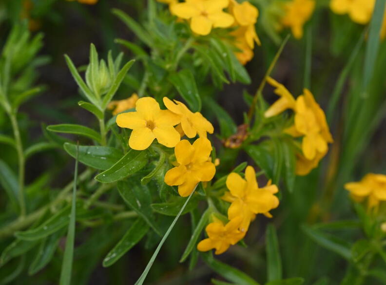 hoary_puccoon_lithospermum_canescens_farm_3188_10jun25.jpg