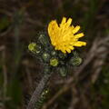 king devil pilosella caespitosa farm 3178 10jun25