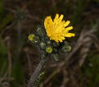 king devil pilosella caespitosa farm 3178 10jun25