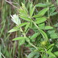 round headed bush clover lespedeza capitata farm 3174 10jun25